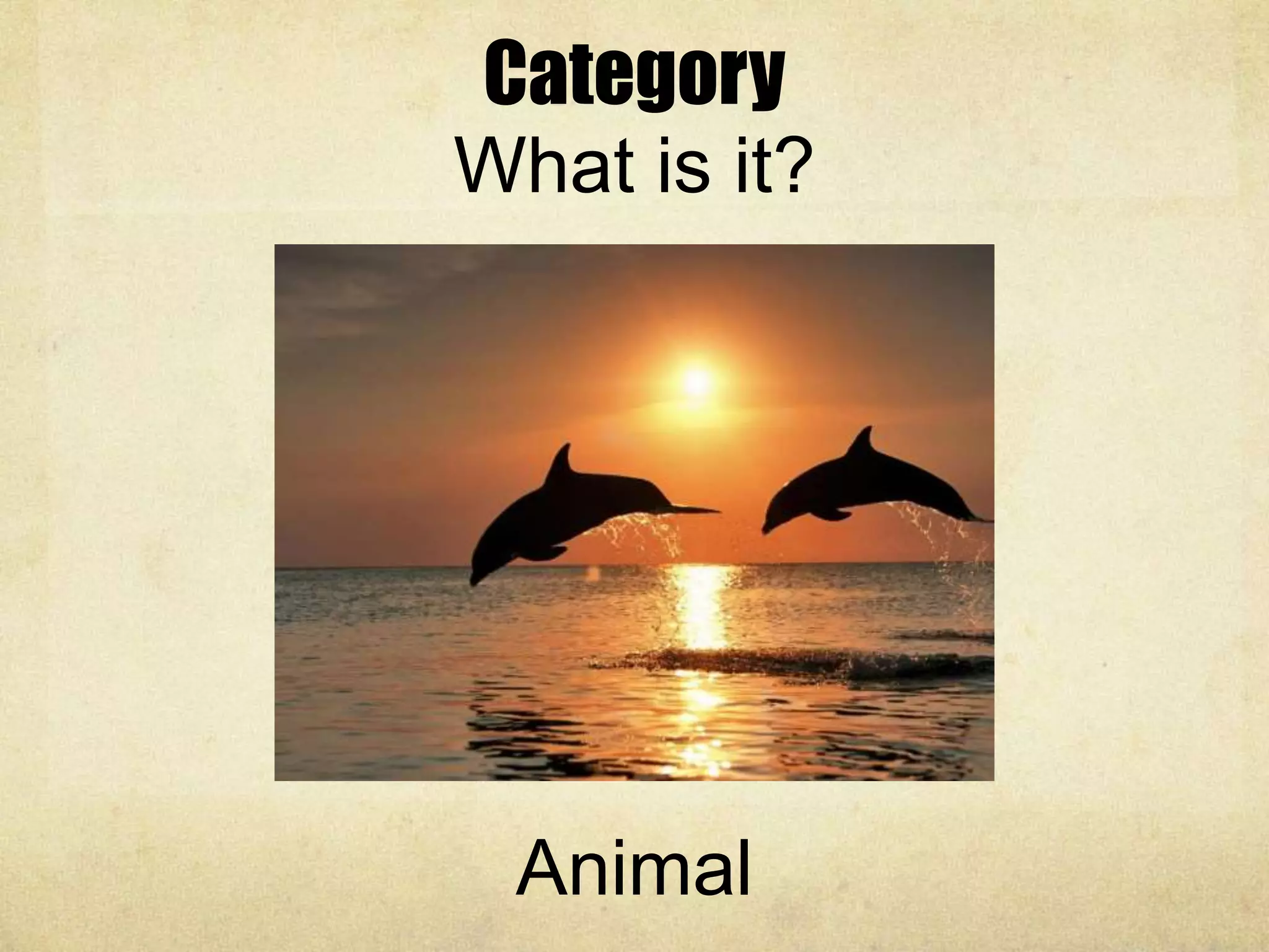 Category
What is it?
Animal