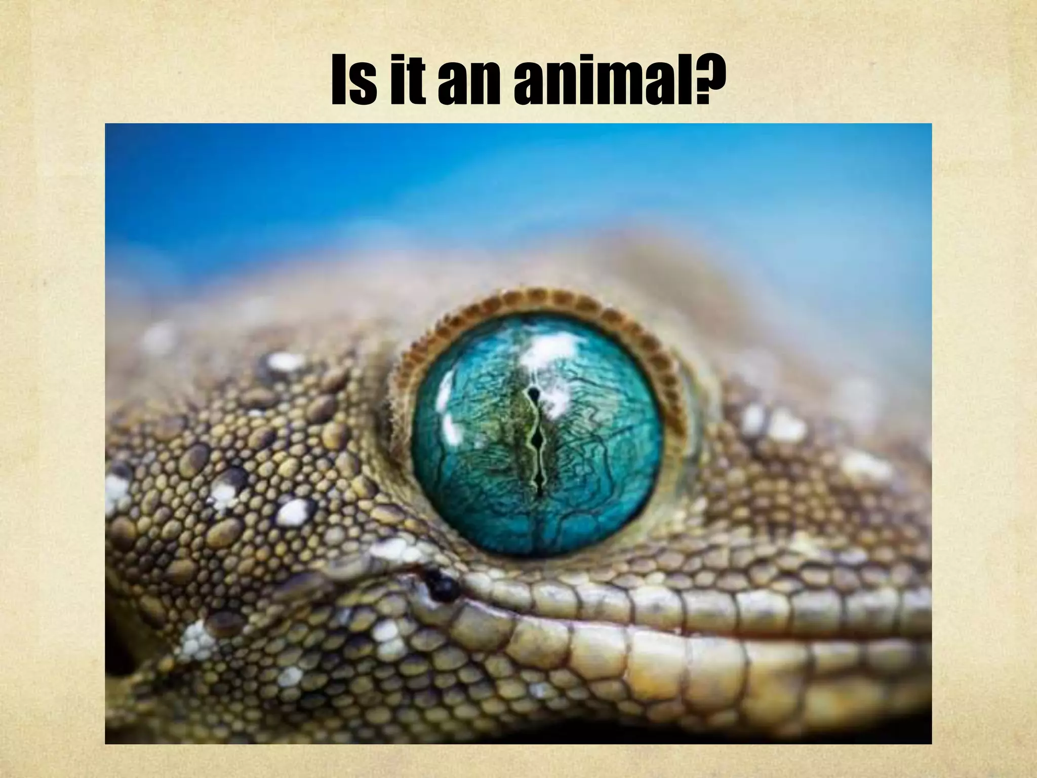 Is it an animal?