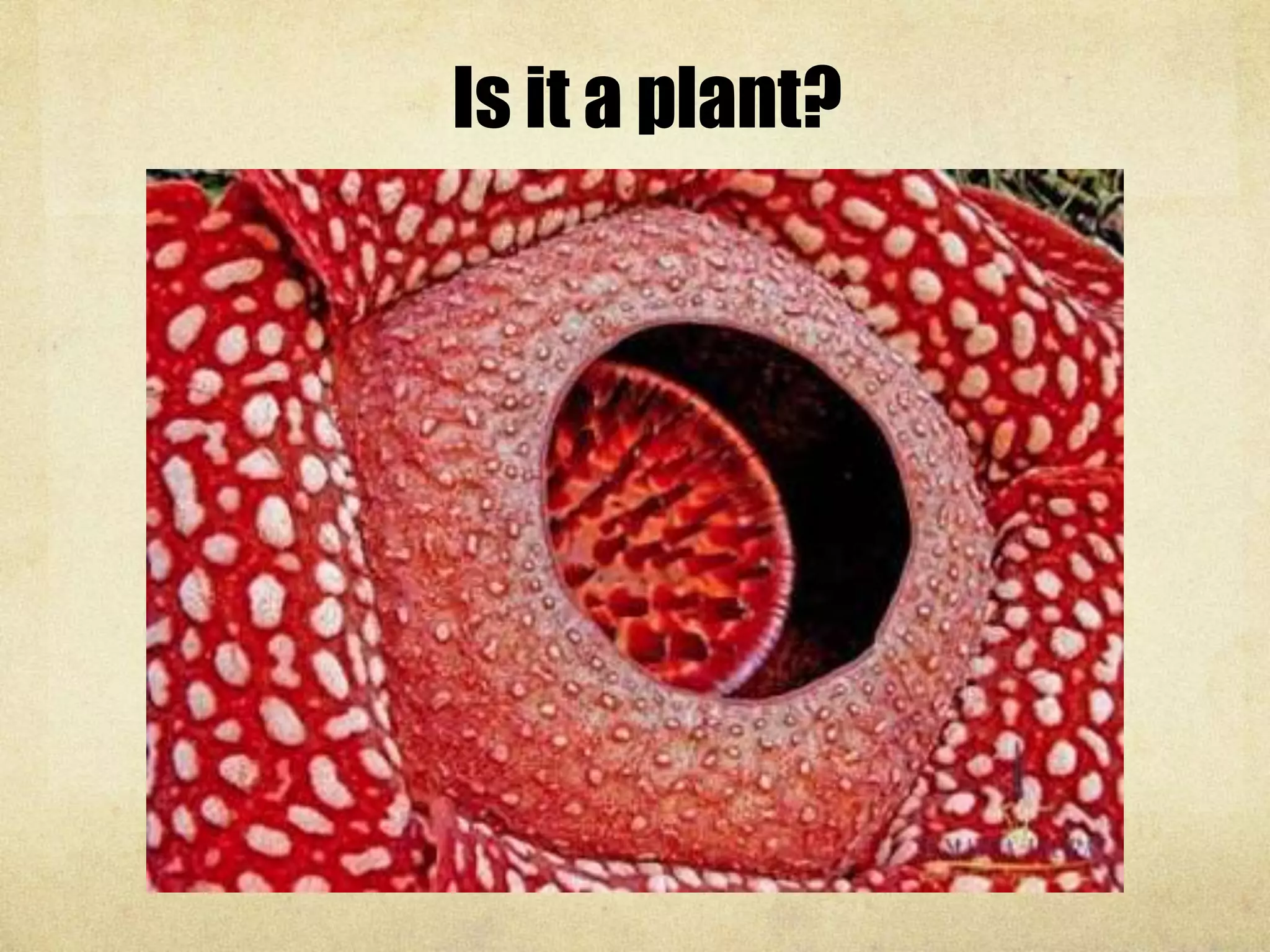 Is it a plant?