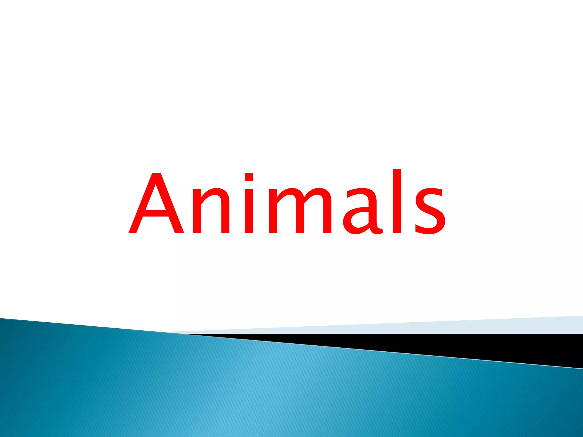 Animals