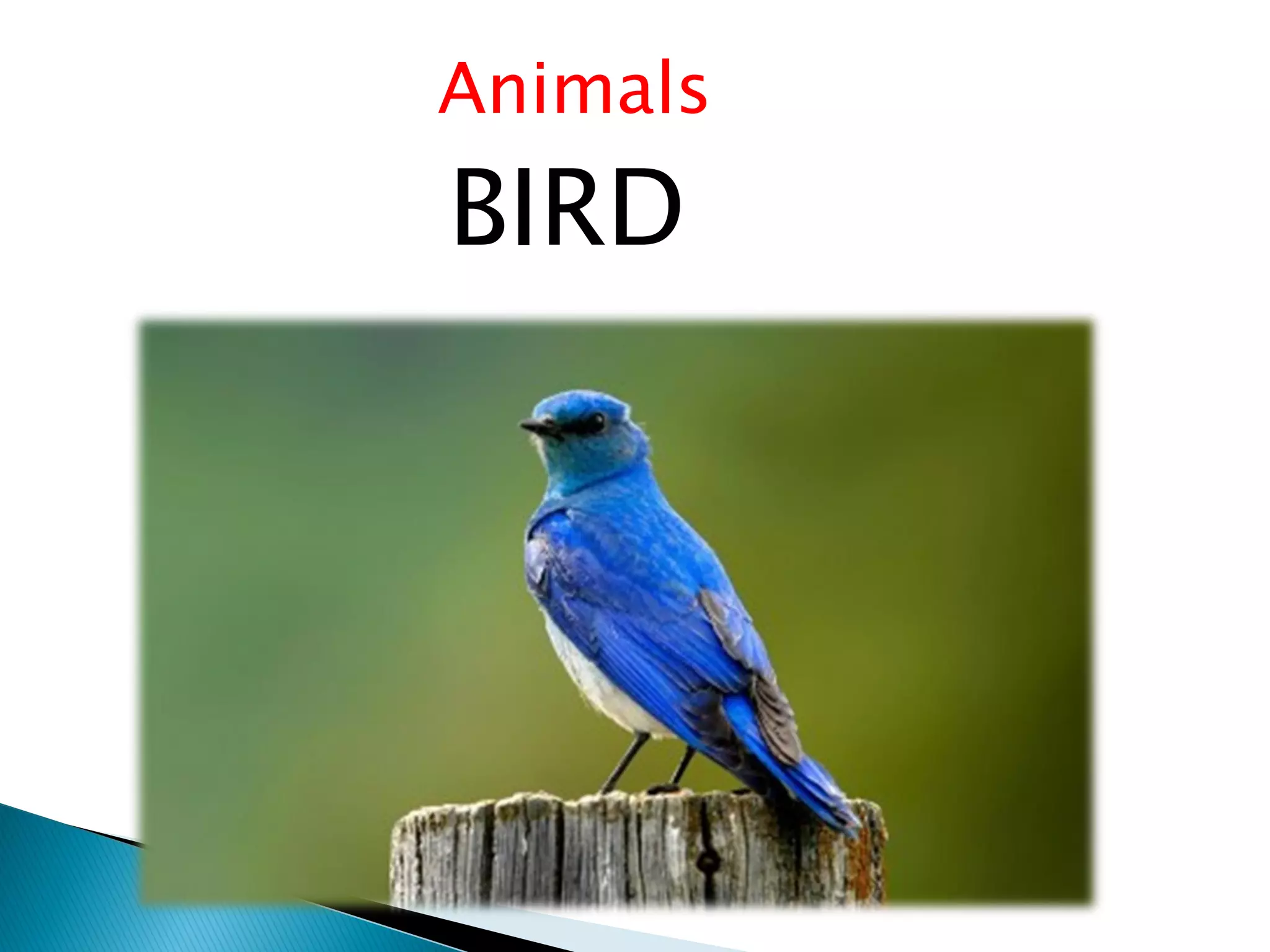 Animals
BIRD