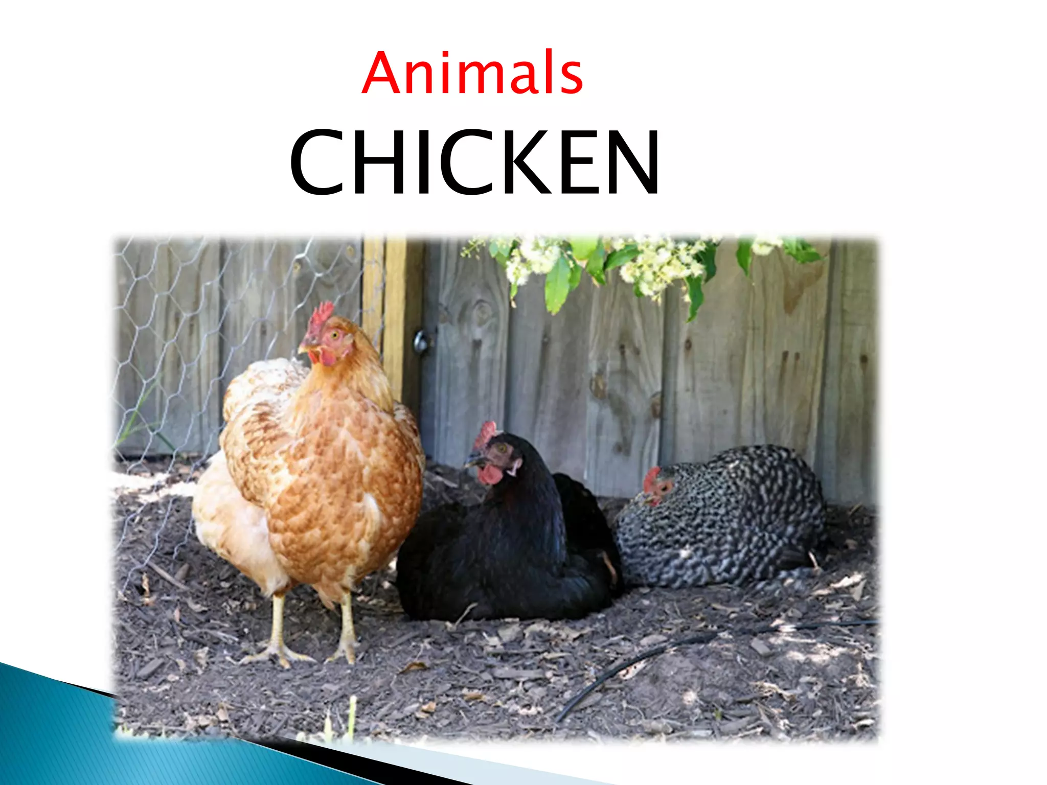 Animals
CHICKEN