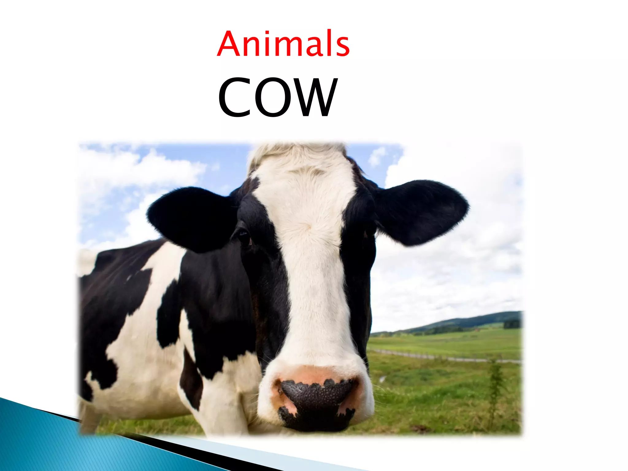 Animals
COW