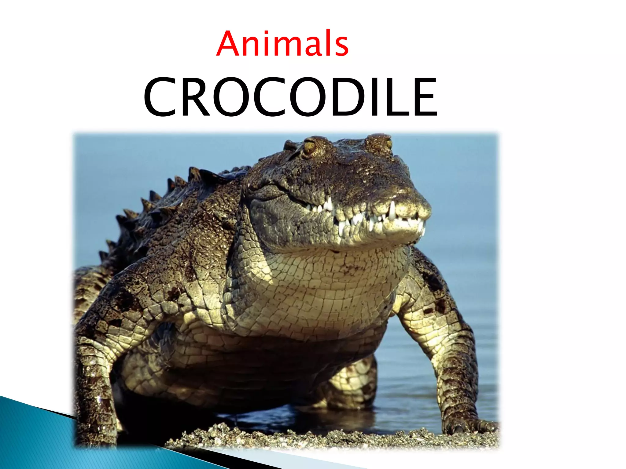 Animals
CROCODILE