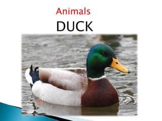 Animals
DUCK