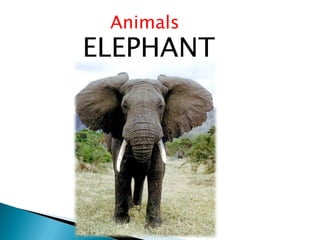 Animals
ELEPHANT