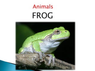 Animals
FROG