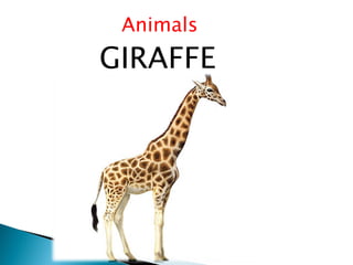 Animals
GIRAFFE