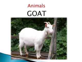 Animals
GOAT