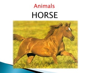 Animals
HORSE