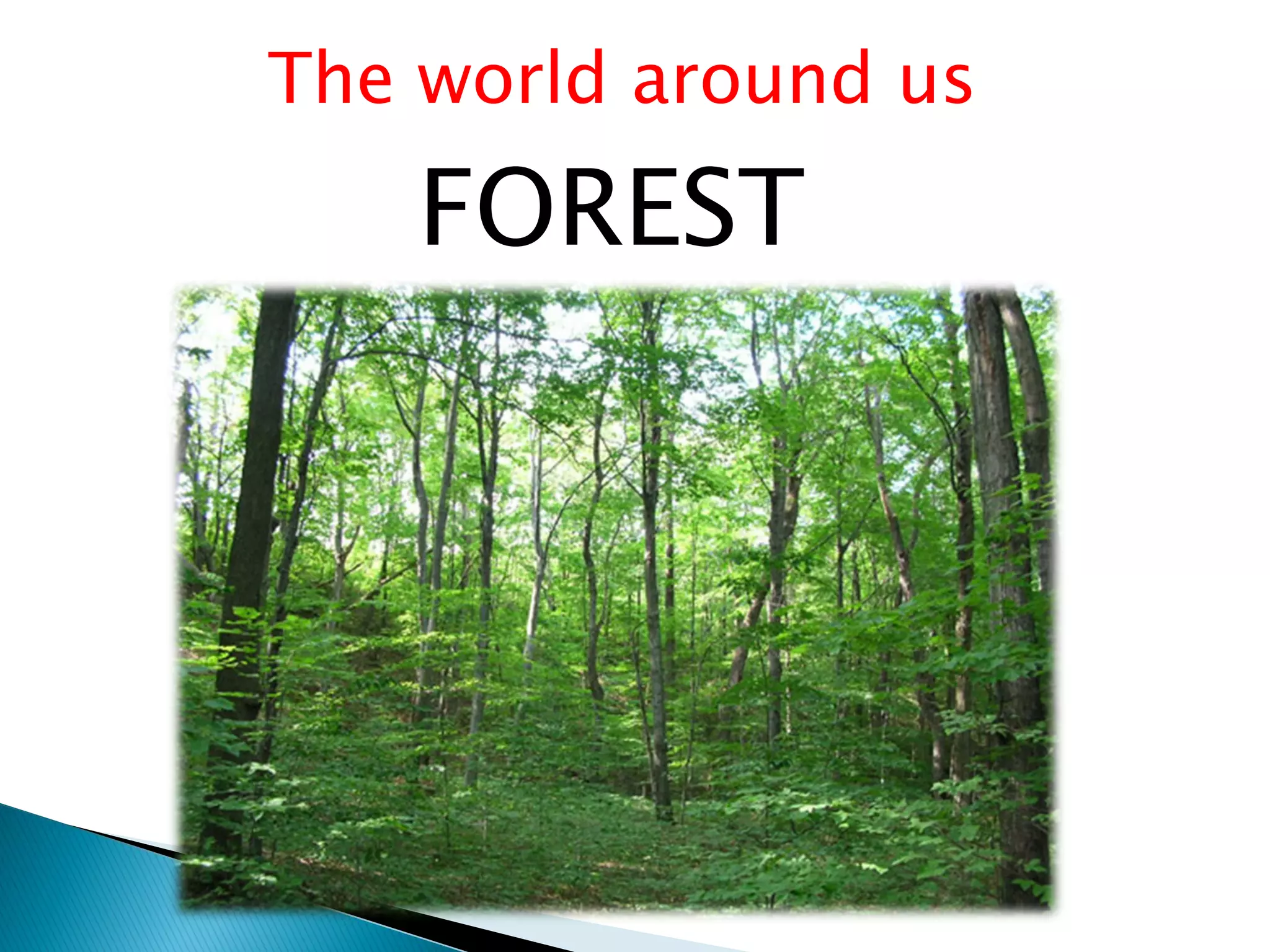 The world around us

    FOREST
 