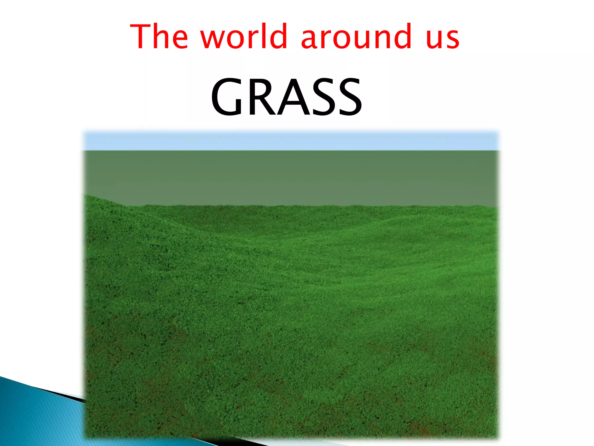 The world around us

    GRASS
 