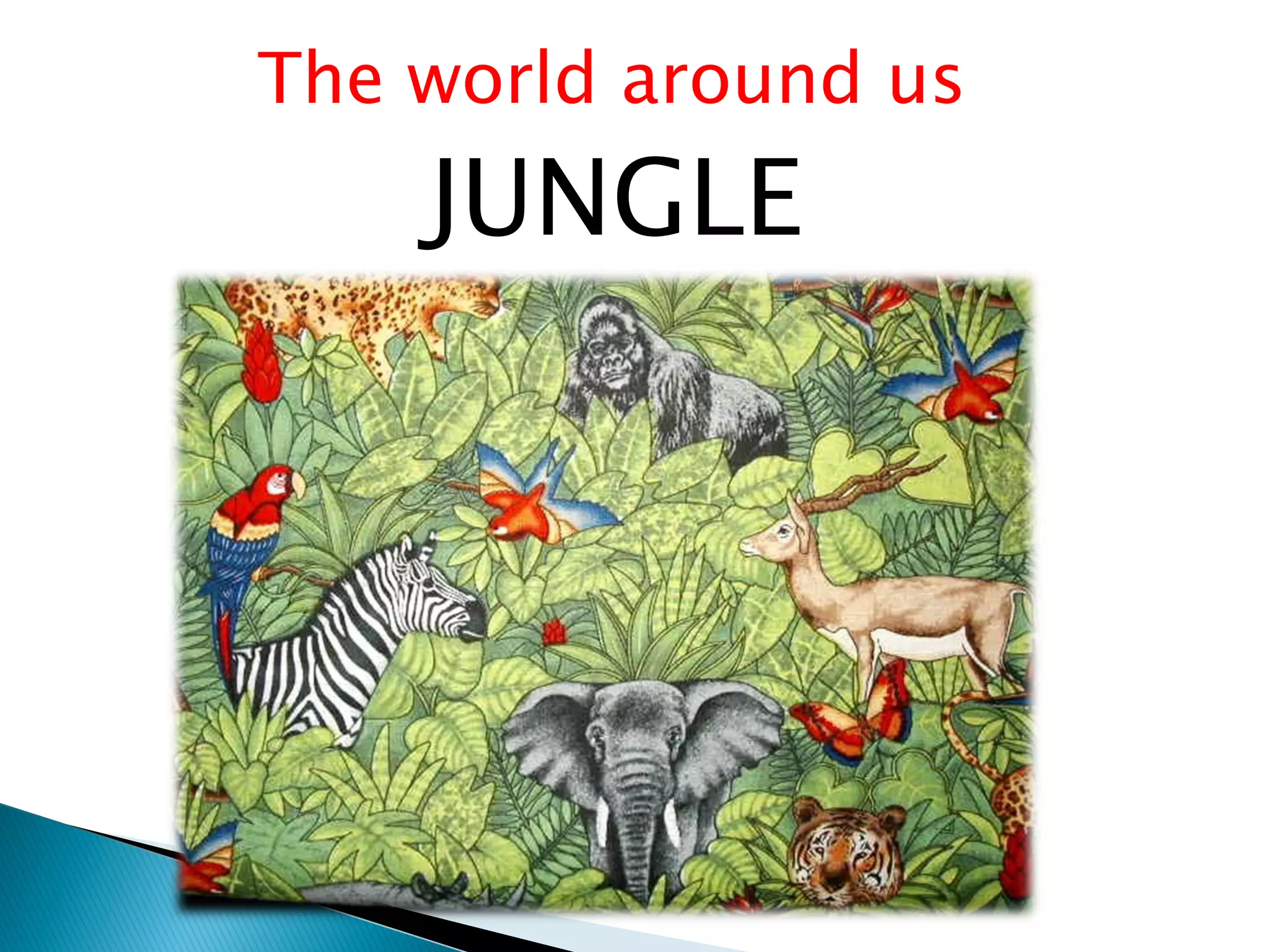 The world around us
    JUNGLE
 