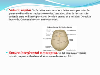  Sutura sagital. Va de la fontanela anterior a la fontanela posterior. Su
punto medio se llama sincipucio o vertice. Verdadera cima de la cabeza. Se
extiende estre los huesos parietales. Divide el craneo en 2 mitades: Derecha e
izquierda. Corre en direccion anteroposterior.
 Sutura interfrontal o metopica. Va del bregma corre hacia
delante y separa ambos frontales aun no soldados en el feto.
 