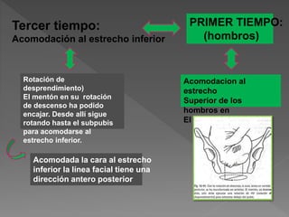 Tercer tiempo:
Acomodación al estrecho inferior
Rotación de
desprendimiento)
El mentón en su rotación
de descenso ha podido
encajar. Desde allí sigue
rotando hasta el subpubis
para acomodarse al
estrecho inferior.
Acomodada la cara al estrecho
inferior la línea facial tiene una
dirección antero posterior
PRIMER TIEMPO:
(hombros)
Acomodacion al
estrecho
Superior de los
hombros en
El oblicuo.
 