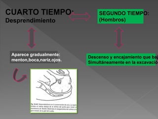 CUARTO TIEMPO:
Desprendimiento
Aparece gradualmente:
menton,boca,nariz,ojos.
SEGUNDO TIEMPO:
(Hombros)
Descenso y encajamiento que baj
Simultáneamente en la excavación
 