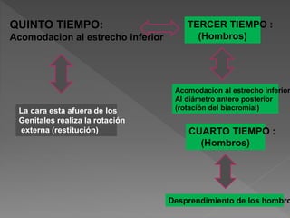 QUINTO TIEMPO:
Acomodacion al estrecho inferior
La cara esta afuera de los
Genitales realiza la rotación
externa (restitución)
TERCER TIEMPO :
(Hombros)
Acomodacion al estrecho inferior
Al diámetro antero posterior
(rotación del biacromial)
CUARTO TIEMPO :
(Hombros)
Desprendimiento de los hombro
 
