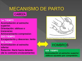 1er TIEMPO
Acomodación al estrecho
superior.
Orientación: oblicuo o
transverso
Aminoramiento:compresion
2DO TIEMPO
Encajamiento y descenso :lento
3er tiempo
Acomodación al estrecho
inferior
Rotación: Nariz hacia delante:
(de lo contrario enclavamiento)
HOMBROS
1ER TIEMPO
Acomodación al estrecho superior
oblicuo opuesto por compresión.
CABEZA
 