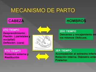CABEZA
4TO TIEMPO
Desprendimiento :
Flexión ( parietales y
occipital)
Deflexión: (cara)
5TO TIEMPO
Rotación externa y
Restitución
HOMBROS
2DO TIEMPO
Descenso y encajamiento en
los mismos Oblicuos.
3ER TIEMPO
Acomodación al estrecho inferio
Rotación interna. Diámetro anter
Posterior.
 