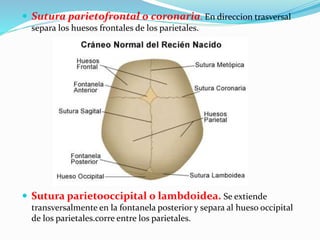  Sutura parietofrontal o coronaria. En direccion trasversal
separa los huesos frontales de los parietales.
 Sutura parietooccipital o lambdoidea. Se extiende
transversalmente en la fontanela posterior y separa al hueso occipital
de los parietales.corre entre los parietales.
 