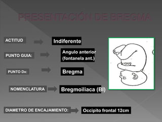 ACTITUD
PUNTO GUIA:
PUNTO Dx:
NOMENCLATURA
DIAMETRO DE ENCAJAMIENTO:
Indiferente
Angulo anterior
(fontanela ant.)
Bregma
Bregmoiliaca (BI)
Occipito frontal 12cm
 