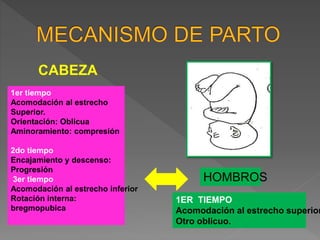 1er tiempo
Acomodación al estrecho
Superior.
Orientación: Oblicua
Aminoramiento: compresión
2do tiempo
Encajamiento y descenso:
Progresión
3er tiempo
Acomodación al estrecho inferior
Rotación interna:
bregmopubica
CABEZA
HOMBROS
1ER TIEMPO
Acomodación al estrecho superior
Otro oblicuo.
 