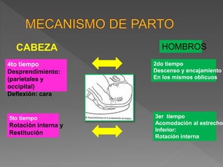 CABEZA
4to tiempo
Desprendimiento:
(parietales y
occipital)
Deflexión: cara
5to tiempo
Rotación interna y
Restitución
HOMBROS
2do tiempo
Descenso y encajamiento
En los mismos oblicuos
3er tiempo
Acomodación al estrecho
Inferior:
Rotación interna
 