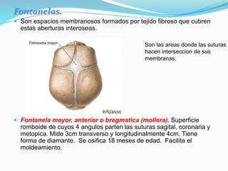 Fontanelas.
 Son espacios membranosos formados por tejido fibroso que cubren
estas aberturas interoseas.
 Fontanela mayor, anterior o bregmatica (mollera). Superficie
romboide de cuyos 4 angulos parten las suturas sagital, coronaria y
metopica. Mide 3cm transverso y longitudinalmente 4cm. Tiene
forma de diamante. Se osifica 18 meses de edad. Facilita el
moldeamiento.
Son las areas donde las suturas
hacen interseccion de sus
membranas.
 