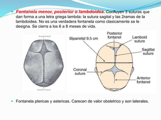  Fontanela menor, posterior o lambdoidea. Confluyen 3 suturas que
dan forma a una letra griega lambda: la sutura sagital y las 2ramas de la
lambdoidea. No es una verdadera fontanela como clasicamente se le
designa. Se cierra a los 6 a 8 meses de vida.
 Fontanela ptericas y astericas. Carecen de valor obstetrico y son laterales.
 