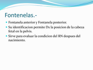 Fontenelas.-
 Fontanela anterior y Fontanela posterior.
 Su identificacion permite Dx la posicion de la cabeza
fetal en la pelvis.
 Sirve para evaluar la condicion del RN despues del
nacimiento.
 
