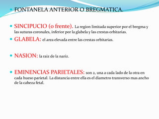  FONTANELA ANTERIOR O BREGMATICA.
 SINCIPUCIO (o frente). La region limitada superior por el bregma y
las suturas coronales, inferior por la glabela y las crestas orbitarias.
 GLABELA: el area elevada entre las crestas orbitarias.
 NASION: la raiz de la nariz.
 EMINENCIAS PARIETALES: son 2, una a cada lado de la otra en
cada hueso parietal. La distancia entre ella es el diametro transverso mas ancho
de la cabeza fetal.
 