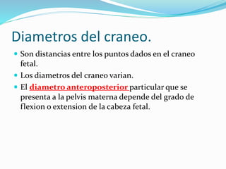 Diametros del craneo.
 Son distancias entre los puntos dados en el craneo
fetal.
 Los diametros del craneo varian.
 El diametro anteroposterior particular que se
presenta a la pelvis materna depende del grado de
flexion o extension de la cabeza fetal.
 