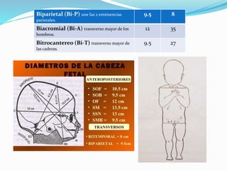 Biparietal (Bi-P) une las 2 emimencias
parietales.
9.5 8
Biacromial (Bi-A) transverso mayor de los
hombros.
12 35
Bitrocantereo (Bi-T) transverso mayor de
las caderas.
9.5 27
 