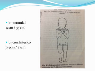  bi-acromial
12cm / 35 cm
 bi-trocánterico
9.5cm / 27cm
 