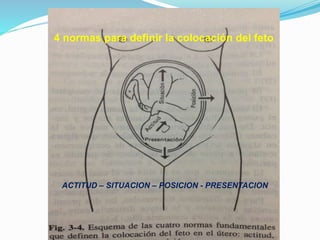 4 normas para definir la colocación del feto
ACTITUD – SITUACION – POSICION - PRESENTACION
 