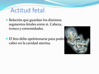 Actitud fetal
 Relación que guardan los distintos
segmentos fetales entre si. Cabeza,
tronco y extremidades.
 El feto debe apelotonarse para poder
caber en la cavidad uterina.
 