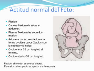 Actitud normal del Feto:
 Flexion
 Cabeza flexionada sobre el
abdomen.
 Piernas flexionadas sobre los
muslos.
 Adquiere por acomodacion una
forma ovoidea cuyos 2 polos son
la cabeza y la nalga.
 Ovoide fetal 28 cm longitud al
termino.
 Ovoide uterino 31 cm longitud.
Flexion: el menton se acerca al torax.
Extension: el occipucio se aproxima a la espalda
 