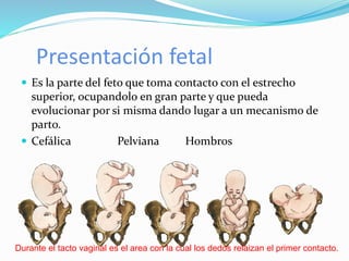Presentación fetal
 Es la parte del feto que toma contacto con el estrecho
superior, ocupandolo en gran parte y que pueda
evolucionar por si misma dando lugar a un mecanismo de
parto.
 Cefálica Pelviana Hombros
Durante el tacto vaginal es el area con la cual los dedos relaizan el primer contacto.
 