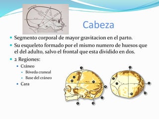Cabeza
 Segmento corporal de mayor gravitacion en el parto.
 Su esqueleto formado por el mismo numero de huesos que
el del adulto, salvo el frontal que esta dividido en dos.
 2 Regiones:
 Cráneo
 Bóveda craneal
 Base del cráneo
 Cara
 