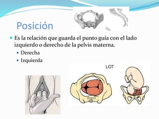 Posición
 Es la relación que guarda el punto guía con el lado
izquierdo o derecho de la pelvis materna.
 Derecha
 Izquierda
 