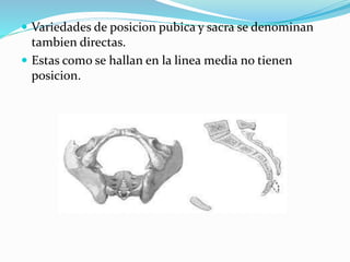  Variedades de posicion pubica y sacra se denominan
tambien directas.
 Estas como se hallan en la linea media no tienen
posicion.
 
