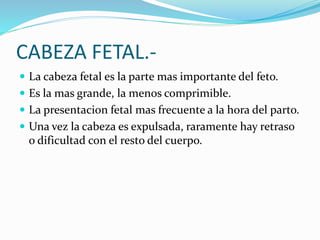 CABEZA FETAL.-
 La cabeza fetal es la parte mas importante del feto.
 Es la mas grande, la menos comprimible.
 La presentacion fetal mas frecuente a la hora del parto.
 Una vez la cabeza es expulsada, raramente hay retraso
o dificultad con el resto del cuerpo.
 