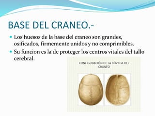 BASE DEL CRANEO.-
 Los huesos de la base del craneo son grandes,
osificados, firmemente unidos y no comprimibles.
 Su funcion es la de proteger los centros vitales del tallo
cerebral.
 