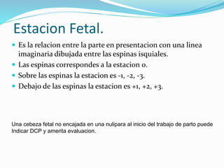 Estacion Fetal.
 Es la relacion entre la parte en presentacion con una linea
imaginaria dibujada entre las espinas isquiales.
 Las espinas correspondes a la estacion 0.
 Sobre las espinas la estacion es -1, -2, -3.
 Debajo de las espinas la estacion es +1, +2, +3.
Una cebeza fetal no encajada en una nulipara al inicio del trabajo de parto puede
Indicar DCP y amerita evaluacion.
 