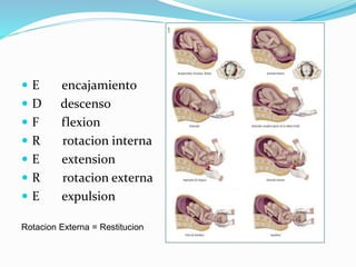  E encajamiento
 D descenso
 F flexion
 R rotacion interna
 E extension
 R rotacion externa
 E expulsion
Rotacion Externa = Restitucion
 