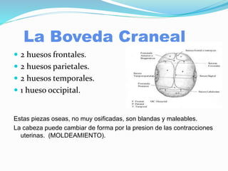 La Boveda Craneal
 2 huesos frontales.
 2 huesos parietales.
 2 huesos temporales.
 1 hueso occipital.
Estas piezas oseas, no muy osificadas, son blandas y maleables.
La cabeza puede cambiar de forma por la presion de las contracciones
uterinas. (MOLDEAMIENTO).
 