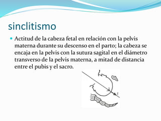 sinclitismo
 Actitud de la cabeza fetal en relación con la pelvis
materna durante su descenso en el parto; la cabeza se
encaja en la pelvis con la sutura sagital en el diámetro
transverso de la pelvis materna, a mitad de distancia
entre el pubis y el sacro.
 