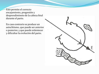 Esto permite el correcto
encajamiento, progresión y
desprendimineto de la cabeza fetal
durante el parto.
En caso contrario se produce un
asinclitismo, que puede ser anterior
o posterior, y que puede enlentecer
y dificultar la evolución del parto.
 