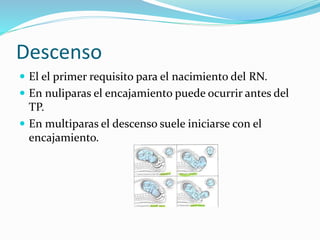 Descenso
 El el primer requisito para el nacimiento del RN.
 En nuliparas el encajamiento puede ocurrir antes del
TP.
 En multiparas el descenso suele iniciarse con el
encajamiento.
 