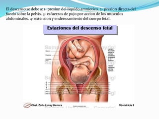 El descenso se debe a: 1- presion del liquido amniotico. 2- presion directa del
fondo sobre la pelvis. 3- esfuerzos de pujo por accion de los musculos
abdominales. 4- extension y enderezamiento del cuerpo fetal.
 